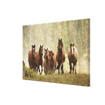 Horses cresting small hill during roundup, 2 canvas print