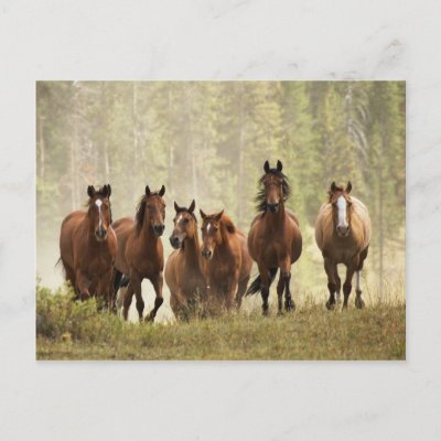 Horses cresting small hill during roundup, 2 postcards