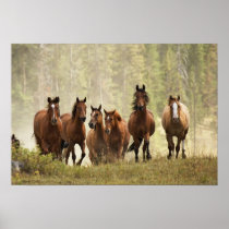 Horses cresting small hill during roundup, 2 poster