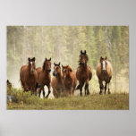 Horses cresting small hill during roundup, 2 poster