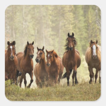 Horses cresting small hill during roundup, 2 square sticker