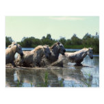 Horses Crossing Water Post Card