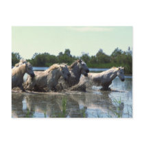 Horses Crossing Water postcards by HorseLoversGifts Horses Crossing Water postcards