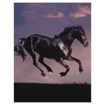 Horses Dance silhouette at sunset flyers