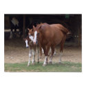 Horses Design posters