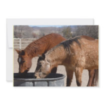 Horses Drinking at the Trough - Horse Lover Personalized Announcements