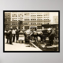 Horses Drinking Water in New York City 1911 Posters