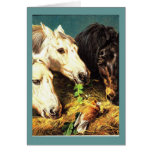 Horses eating hay greeting cards Horses eating hay greeting cards