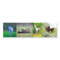 HORSES Equine Art & Photos Set of Multistickers Bumper Sticker