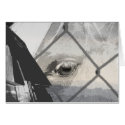 Horse's Eye (blank card)