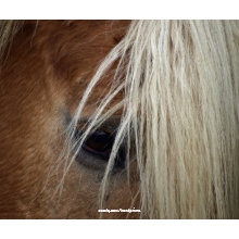 Horse's Eye Mousepad mousepad