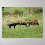 Horses Gather Poster