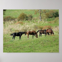 Horses Gather Poster