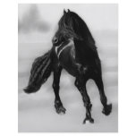 Horses glancing sideways flyers