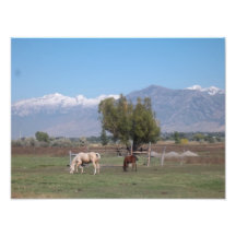 Horses Grazing Photographic Print