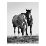 Horses Grazing Post Card