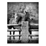 Horses Hugging - Horse Love Photograph Post Card