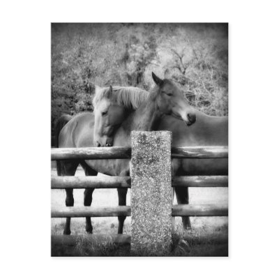 horses_hugging_horse_love_photograph_postcard-p239355516623057907z85wg_400.jpg