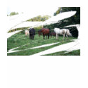 horses in abstract t-shirts