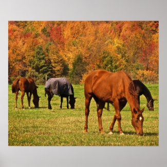 Horses in Autumn