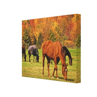 Horses in Autumn Stretched Canvas Print
