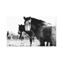 horses in black and white gallery wrap canvas