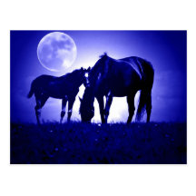Horses in Blue Night Post Card