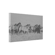 Horses in Field canvas prints