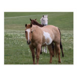 Horses in Field Postcard