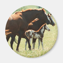 Horses in Field with Baby Colt Magnets