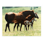 Horses in Field with Baby Colt Post Cards