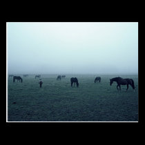 Horses in fog postcards