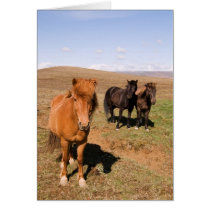 Horses in Krisuvik cards