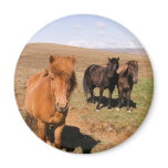 Horses in Krisuvik Magnet
