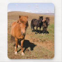 Horses in Krisuvik mousepads