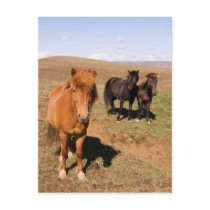 Horses in Krisuvik postcards