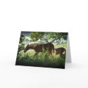 Horses In Meadow cards
