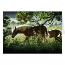Horses In Meadow Greeting Cards