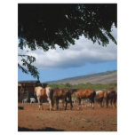Horses In Paradise flyers