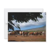 Horses In Paradise Announcements