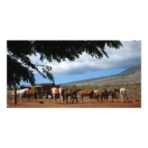 Horses In Paradise Custom Photo Card