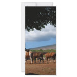 Horses In Paradise Custom Rack Card