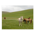 Horses in Pasture Postcard