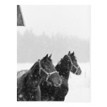 Horses in Snowfall Post Cards