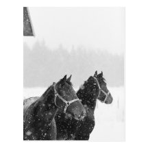 Horses in Snowfall Post Cards