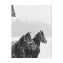 Horses in Snowfall postcards by HorseLoversGifts Horses in Snowfall postcards
