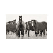 Horses in the Hills Gallery Wrap Canvas