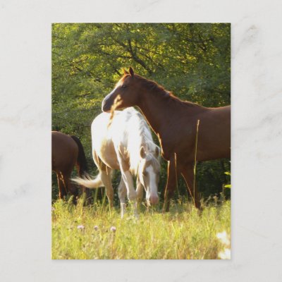 Horses in the Meadow Post Card