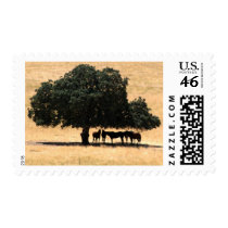 Horses In The Shade Postage