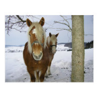 Horses in the snow post card